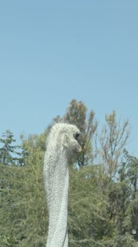 close-up of an ostrich head