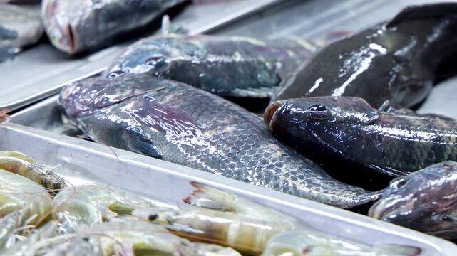 Fresh Tilapia Catfish and Prawns on Display at Manila Wet Market