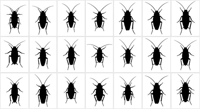 Collection of black cockroach silhouettes on white background insects in various poses