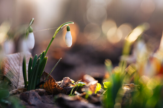 Przebiśniegi w ciepłym świetle wschodu słońca w lesie &ndash; pierwsze oznaki wiosny