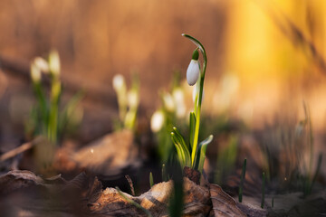Przebiśniegi w ciepłym świetle wschodu słońca w lesie – pierwsze oznaki wiosny © Elżbieta Kaps