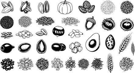 Hand-drawn Vector Collection: Seeds, Nuts, Grains, Legumes. Black  white sketch illustrations of various healthy food ingredients like pumpkin, sunflower, almond, coffee, rice, wheat, beans. © victoria