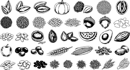Hand-Drawn Vector Collection of Healthy Organic Food Ingredients: Seeds, Nuts, Grains, Fruits  Vegetables in Detailed Sketch Style for Vegan  Farm Market Designs. © victoria