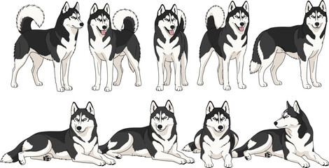 Siberian Husky Dog Set in Different Poses Standing and Lying Down Realistic Canine Pet Vector Illustration Collection © MbBasir