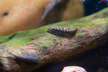 Fototapeta premium Zebra hillstream loach (Gastromyzon ctenocephalus) resting on a mossy driftwood in a freshwater aquarium.