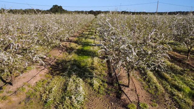 Low Altitude Drone Lateral Tracking Shot of Parallel Longitudinal Rows of Blooming Almond Trees.