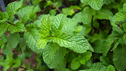 Fresh mint leaves in the garden