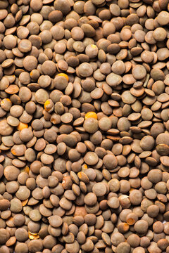 Close-up of organic whole brown lentils (Sabut Masoor Dal) showing natural texture and earthy lens-shaped seeds, perfect for healthy vegetarian cooking and nutritious food background.