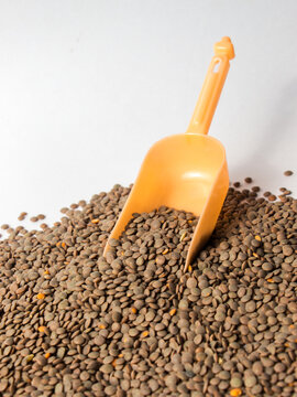 Whole brown lentils (Sabut Masoor Dal) with an orange plastic measuring scoop on white background, showcasing healthy organic pulses and plant-based protein sources.