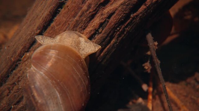 Macro view of a brown snail moving slowly across a rough wooden log. Detailed look at the spiral shell and soft body navigating a natural forest setting.