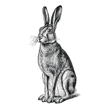 Standing hare vector illustration