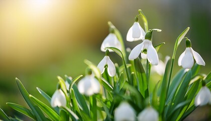 Obraz premium Beautiful Fresh Flowers Of Snowdrops In Spring On A Bright Green Background Spring Natural Background