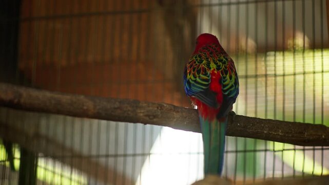 Colorful rosella parrot resting on wooden perch, rearview beautiful rainbow red yellow blue feathers