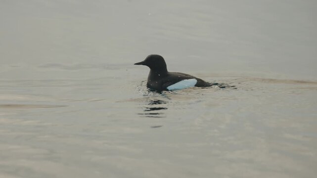 Little auk diving into calm Arctic water near Svalbard coastline
