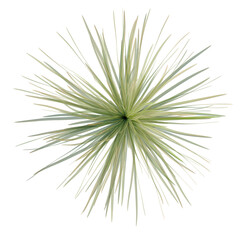 Fototapeta premium Dasylirion wheeleri tree plan, top view, cutout, transparent background, isolate, Delicate fern leaf close-up, perfect for nature backgrounds, botanical artwork, or design elements.