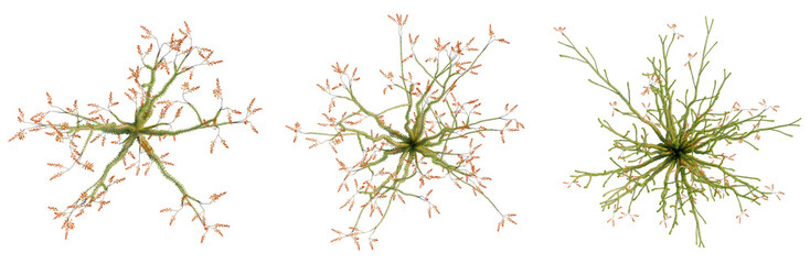 Fouquieria splendens tree plan, top view, cutout, transparent background, isolate, Detailed...