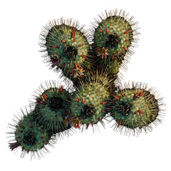 Mammillaria dioica tree plan, top view, cutout, transparent background, isolate, Detailed close-up of a vibrant green echinopsis cactus with red blooms, showcasing natural textures. © DH Tree Stock
