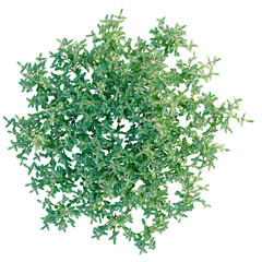 Teucrium chamaedrys tree plan, top view, cutout, transparent background, isolate, Detailed close-up of lush green foliage with delicate leaf textures, perfect for natural backgrounds.