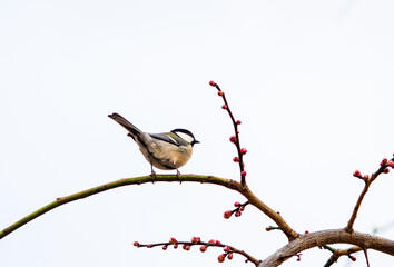 Small Wild Bird Sitting Among Pink Plum Blossoms with Soft Background © 재운 안