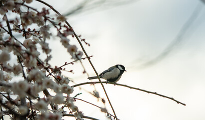 Small Wild Bird Sitting Among Pink Plum Blossoms with Soft Background © 재운 안