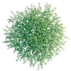 Obraz premium Teucrium chamaedrys tree plan, top view, cutout, transparent background, isolate, Green foliage, delicate leaves, detailed texture, natural beauty, botanical elements, lush vegetation, vibrant colors
