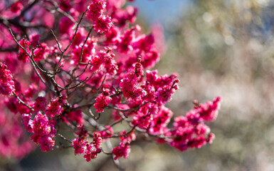 Close-up of Red Plum Blossoms with Soft Bokeh Background, Spring Concept