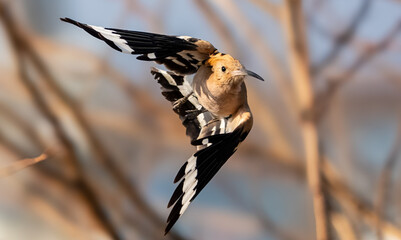 Dynamic Action Shot of Hoopoe Bird Taking Flight in Forest, Wildlife Photography © 재운 안