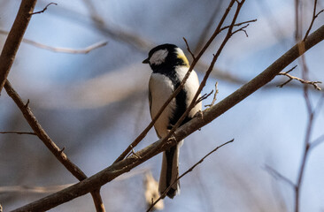 Wildlife Portrait of Great Tit in Forest, Natural Environment Concept