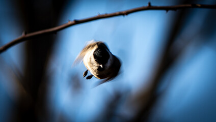 Action Shot of Marsh Tit Flying Towards Camera, Wings Spread in Mid-air © 재운 안