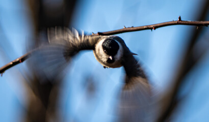 Action Shot of Marsh Tit Flying Towards Camera, Wings Spread in Mid-air © 재운 안