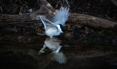 Marsh Tit Wildlife Behavior, Bird Splashing and Cleaning Feathers in Nature © 재운 안