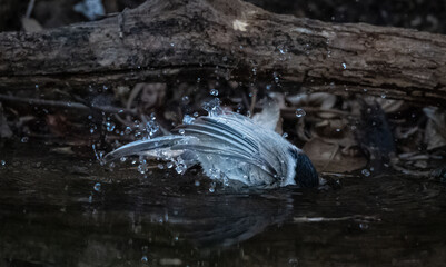 Marsh Tit Wildlife Behavior, Bird Splashing and Cleaning Feathers in Nature © 재운 안