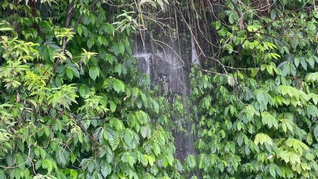 waterfall filled with climbing plant vegetation