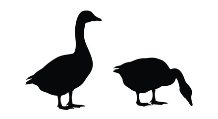 Two geese are depicted in a striking black silhouette © MDFaruk