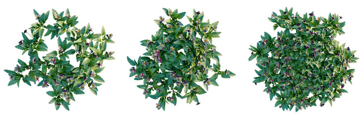 Fototapeta premium Viola cornuta tree plan, top view, cutout, transparent background, isolate, Vibrant Purple Basil Leaves on a Branch, Close-Up of Fresh Herbs for Culinary Use