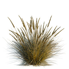 Fototapeta premium Muhlenbergia rigens tree, elevation, front view, cutout, transparent background, isolate, Golden wheat field close-up, detailed texture, agricultural background, food concept, harvest time