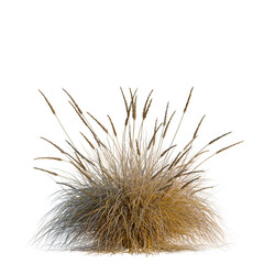 Fototapeta premium Muhlenbergia rigens tree, elevation, front view, cutout, transparent background, isolate, Golden wheat field, harvest season, agricultural landscape, rural scene, farming, food