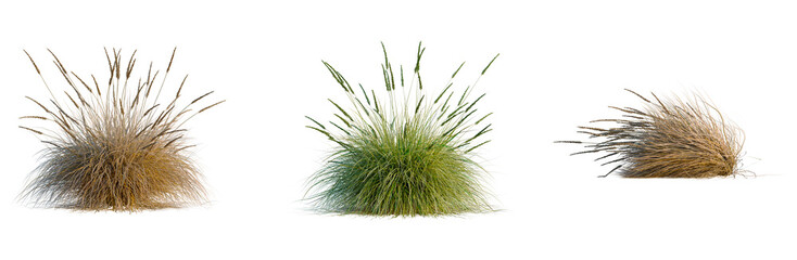 Naklejka premium Muhlenbergia rigens tree, elevation, front view, cutout, transparent background, isolate, Golden Wheat Field Landscape - Agriculture Harvest Season - Rural Scene - Summer Crop