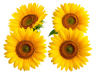 Obraz premium Four bright yellow sunflowers with dark centers, arranged as a quartet