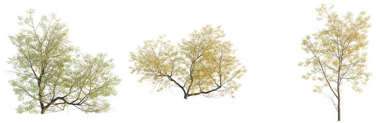 Populus fremontii tree, elevation, front view, cutout, transparent background, isolate, Detailed Branch of a Maple Tree with Intricate Leaf Structure, Autumn Foliage, PNG Image © DH Tree Stock