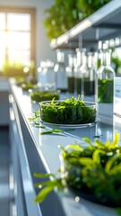 A laboratory setting with various green plants in glass containers