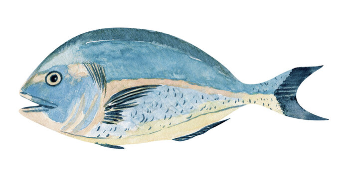 Watercolor marine fish gilthead seabream natural hand drawn illustration isolated