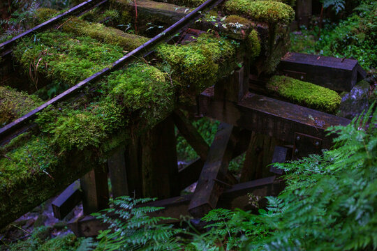 A moss-covered abandoned timber transport railway along the Jianqing Ancient Trail in Yilan.