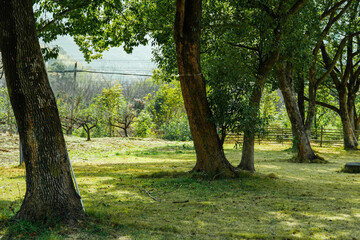 Fototapeta premium Scenic view of a peaceful green park with tall trees and lush grass under bright sunlight. Beautiful natural landscape for outdoor recreation and environment concepts.
