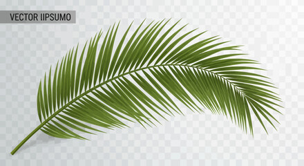 Obraz premium Green palm leaf isolated on a transparent checkered background, tropical plant element