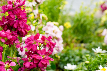pink flowers in the garden