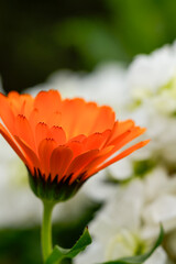 orange flower in the garden