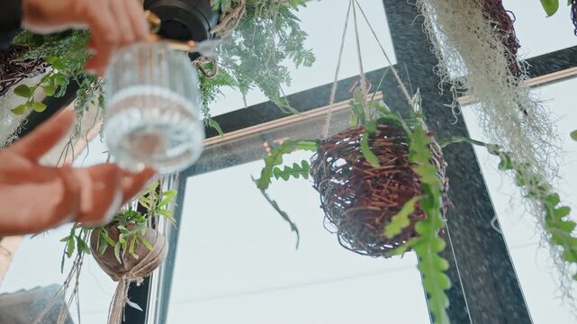 Hands watering hanging plants under skylight, glass pitcher pouring gentle stream, suspended baskets of ferns and moss, droplets catching light, shop assistant tending display, greenhouse atmosphere,