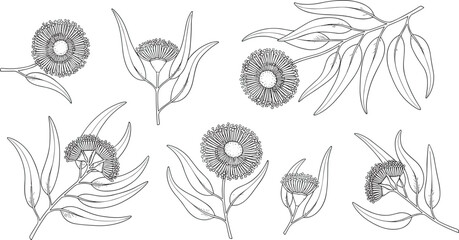 Black and white botanical illustration of eucalyptus flowers and elongated leaves, featuring detailed buds, radial filaments, and branch sketches for educational reference, decorative artwork, and  © Rihan Creatives