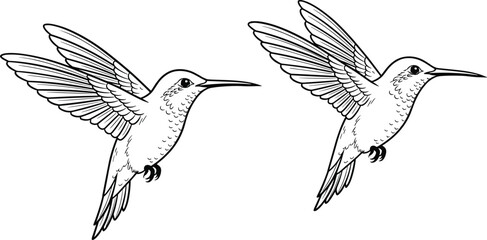 Obraz premium Pair of Hummingbirds in Flight Artistic Black and White Line Art Illustration for Design and Decoration Projects